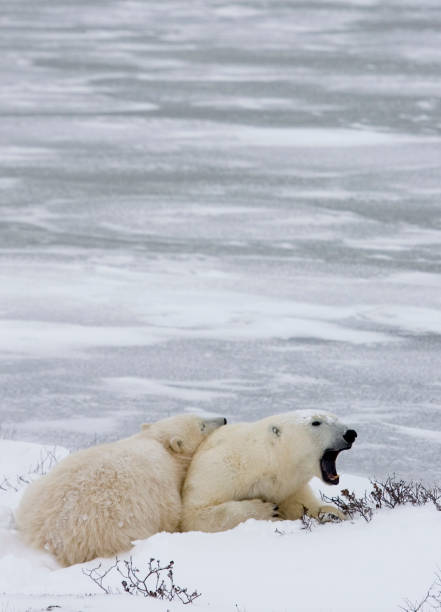 istock Polar Bears Churchill Manitoba 1479817327