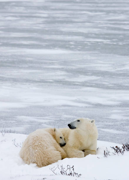 istock Polar Bears Churchill Manitoba 1479817328