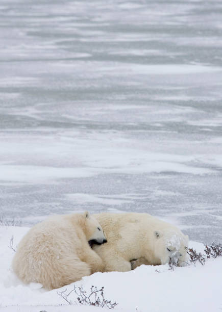 istock Polar Bears Churchill Manitoba 1479817329