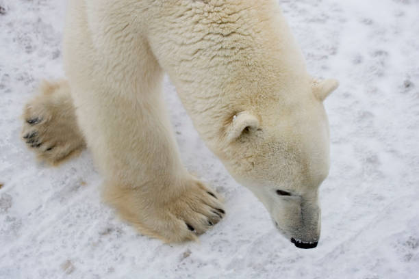 istock Polar Bears Churchill Manitoba 1479817332