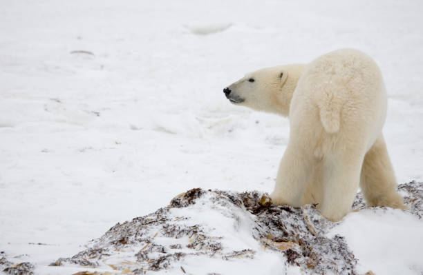 istock Polar Bears Churchill Manitoba 1479817340