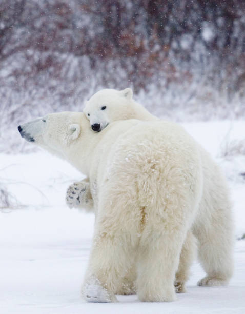 istock Polar Bears Churchill Manitoba 1479817352
