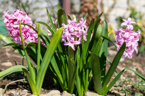 istock Common hyacinth (hyacinthus orientalis) flowers 1479817422