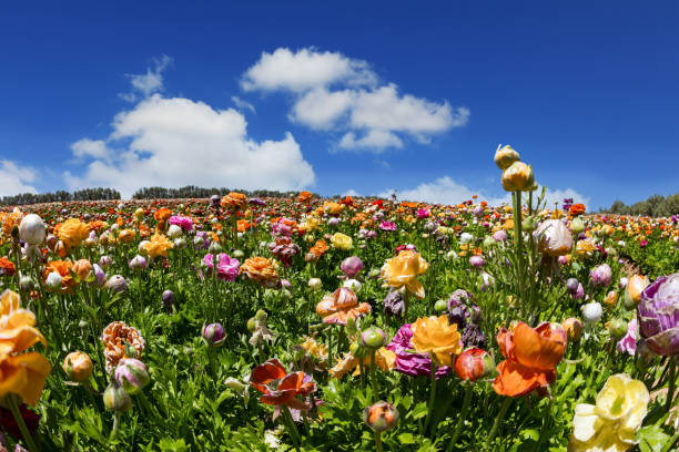 istock Garden flowers 1479817956