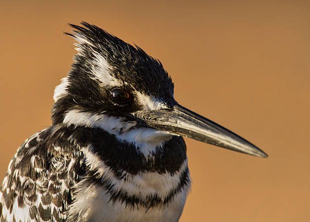 Pied Kingfisher in morning light stock photo