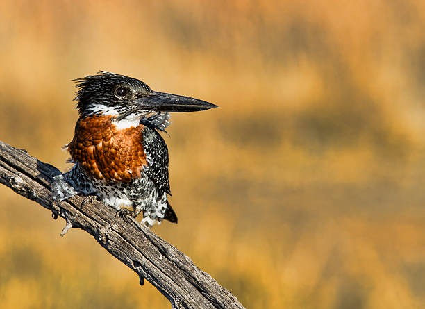 Giant Kingfisher perched against a super background stock photo