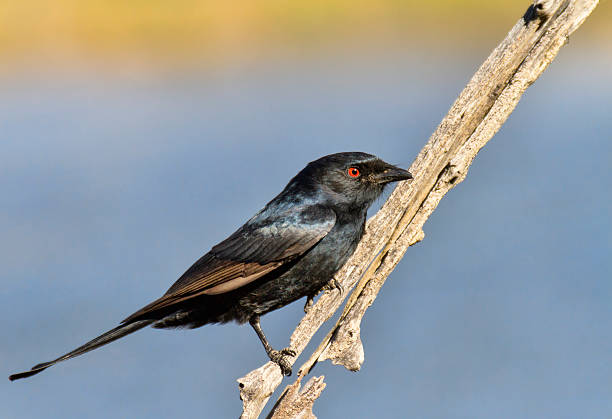 Fork tailed drongo against a lovely colorful background stock photo