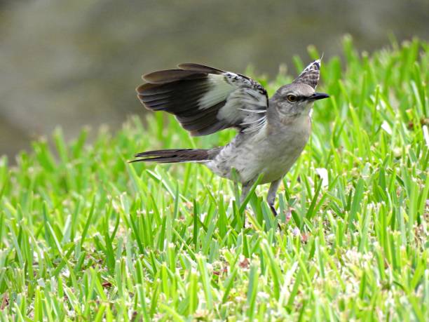 istock Northern Mockingbird (Mimus polyglottos) -in the grass with spread wings 1479822420