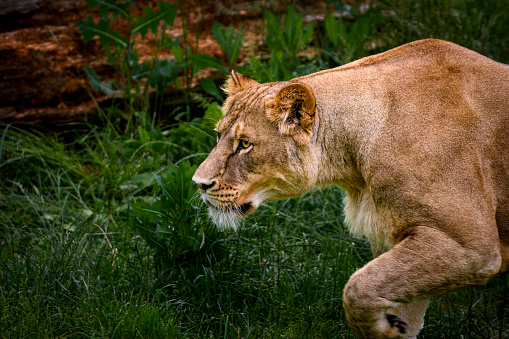 Portrait of a lioness stalking her prey. While walking carefully so as not to make the slightest sound, the body lowers to the ground and does not let the prey out of sight.