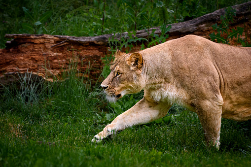 White lion lying on the green grass