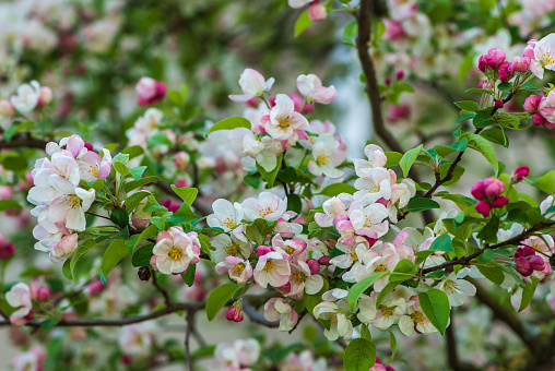 The natural beauty of a crabapple tree in full bloom. The delicate pink and white blossoms of the tree. The soft, warm light of the sun shines down upon the flowers, casting a beautiful and inviting glow.