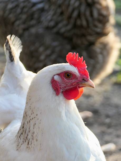 istock Close-up of a beautiful white hen. 1479823130