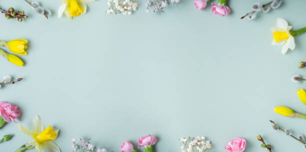 istock Spring flowers banner flat lay frame composition on colored background with copy space. Daffodils and willow with carnations top view 1479823360
