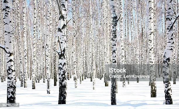 Aprilbirkenhain Stockfoto und mehr Bilder von Birke - Birke, Russland, Winter