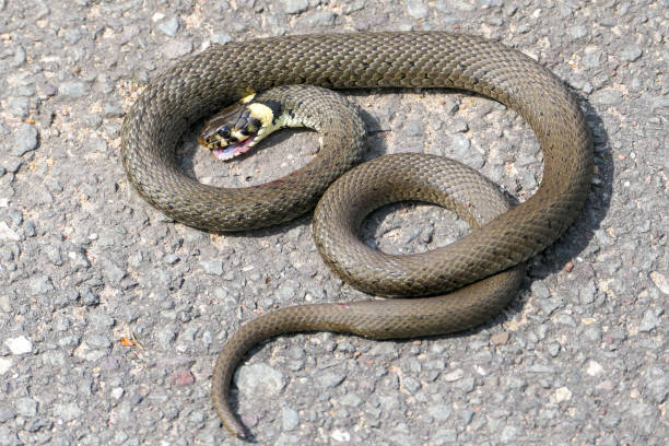 istock A grass snake warms itself on the sunny asphalt. 1479823652
