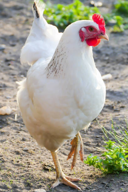istock A beautiful white hen in a chicken yard. 1479823730