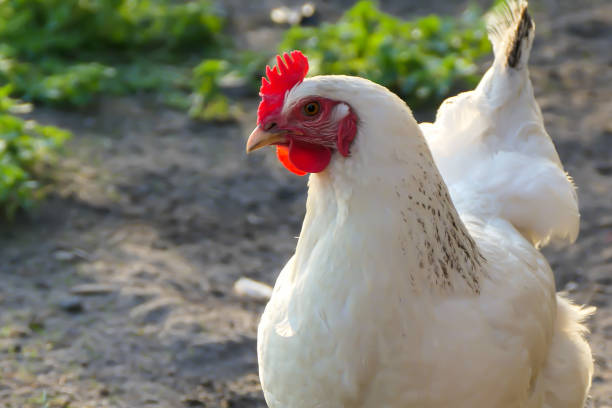 istock A beautiful white hen in the chicken yard. 1479823746