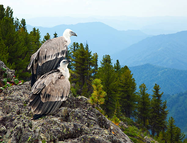 istock Griffon vulture  in wildness 147982470