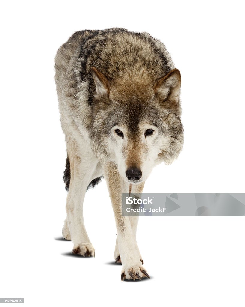 wolf.  Isolé sur blanc - Photo de Loup libre de droits