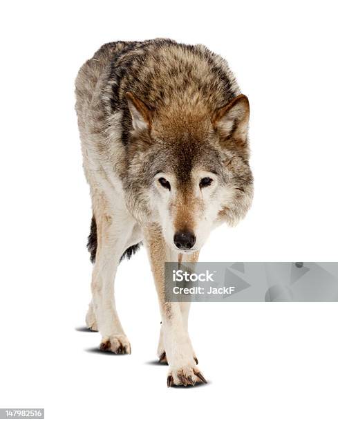 Photo libre de droit de Wolf Isolé Sur Blanc banque d'images et plus d'images libres de droit de Loup - Loup, Fond blanc, Objet ou sujet détouré