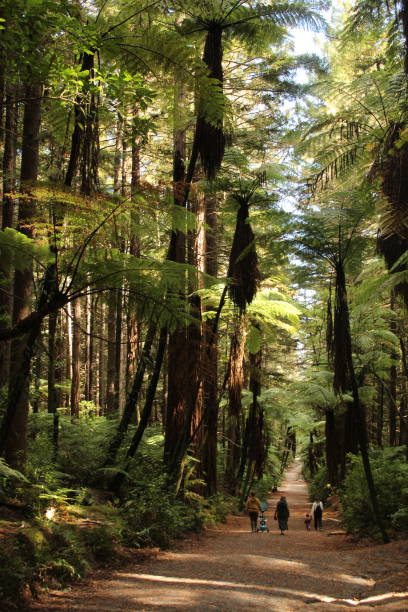 istock Whakarewa redwoods 1479826425