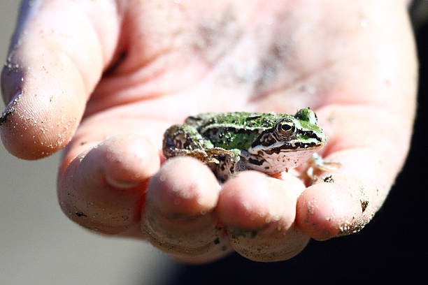 istock Green frog in a hand 147982686