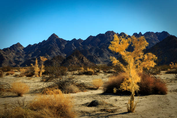 Yellow tree with the Coxcomb mountains in the background found in the Sheep Hole Valley wilderness area at Joshua Tree National Park near Twentynine Palms California.