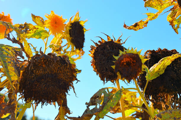 istock Withered sunflower in late summer 1479827833