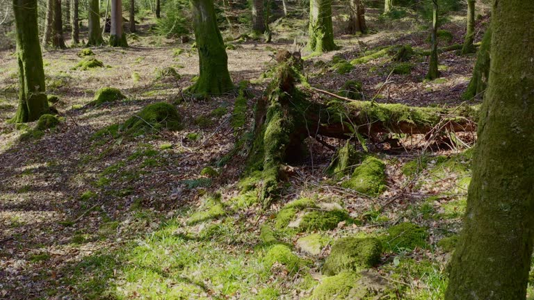 Drone view of an uprooted tree in a forest