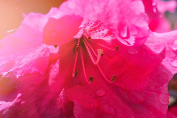 Pink Flowers Bouquet on light pink background. soft filter.