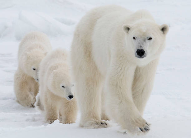 istock Polar Bears Churchill Manitoba 1479830064