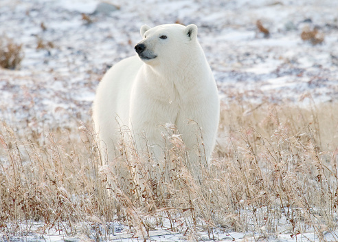 The polar bear (Ursus maritimus) is a bear native largely within the Arctic Circle encompassing the Arctic Ocean, its surrounding seas and surrounding land masses. On the beach at Barter Island waiting for the sea to freeze to allow hunting of seals from the ice. Kaktovik