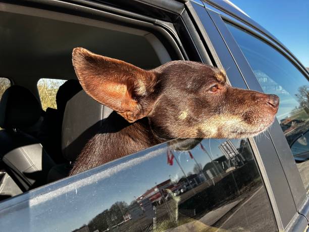 istock Dog sticking head out the window 1479830460