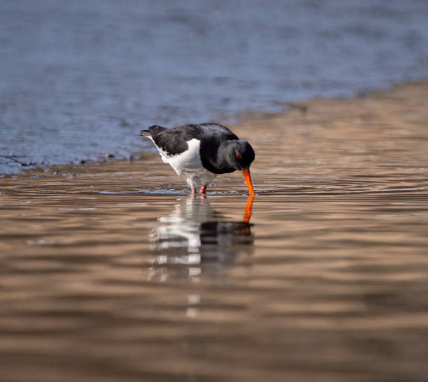 istock Eurasian oystercatcher, Oslo Norway 1479831036