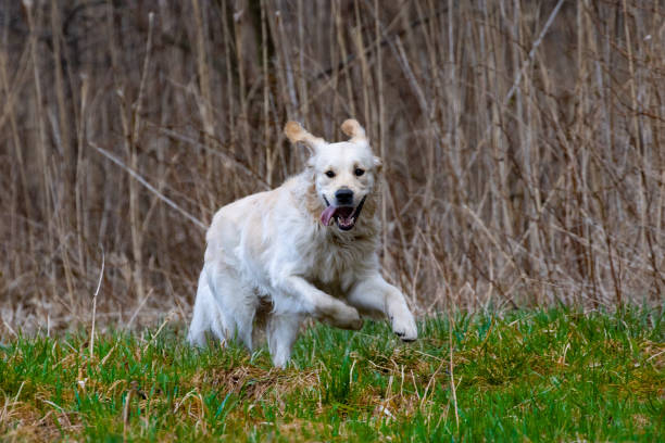 istock Golden retriever 1479835287