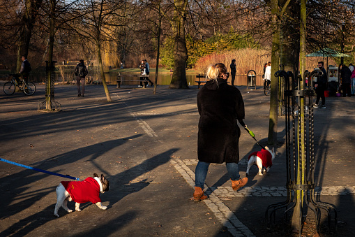 Wroclaw, Poland - March 02, 2021:  French bulldogs in red dog clothes on the walk in the park.