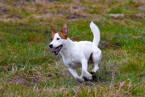 Small white dog running