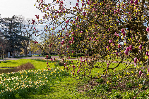 Cologne Rheinpark, Germany, April 2023: Public Park with Magnolia Tree in bloom