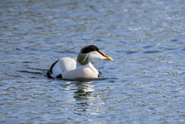 istock Eider duck, Oslo Norway 1479839499