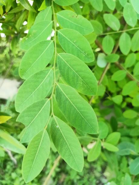istock Close up view of synostemon glaucus plant 1479839799