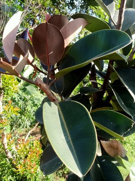 istock Close up view of rubber fig plant 1479839843