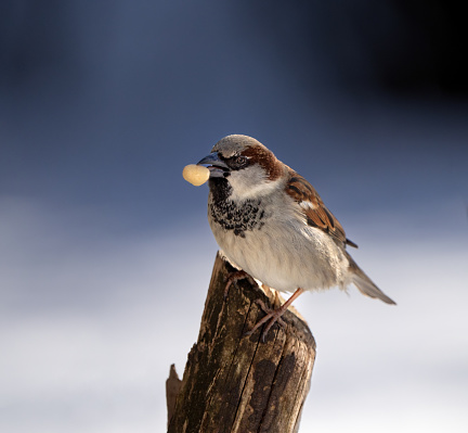 Sparrow perching on a tree stump feeding on a peanut.