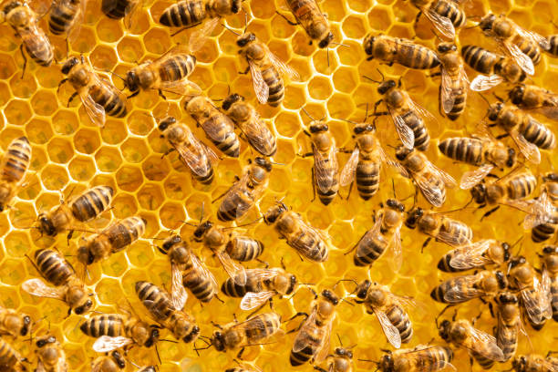 istock Bees on honeycombs. Construction of new beehives from purchased beeswax. 1479842576