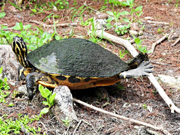 istock Florida Red-bellied Cooter (Pseudemys rubriventris) - resting on a stick 1479845643