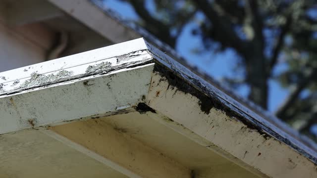 Water Damaged Fascia and Gutter