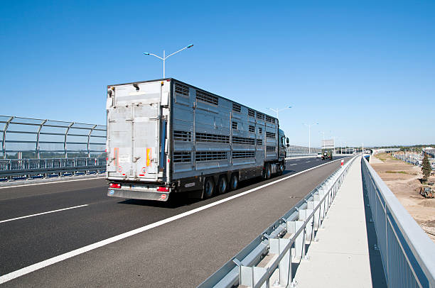 camião na estrada - target sport car transporter truck driver semi truck imagens e fotografias de stock