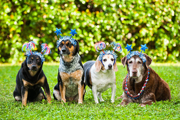 istock Group of 4 dogs with July 4th head bands. 147984927