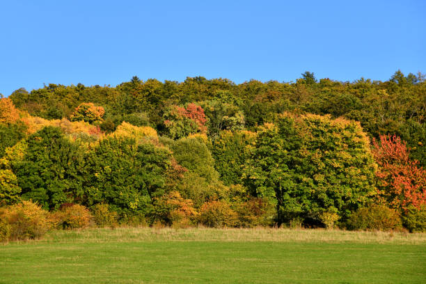 Bunter Wald mit Laubbäumen, Sträuchern und Nadelbäumen