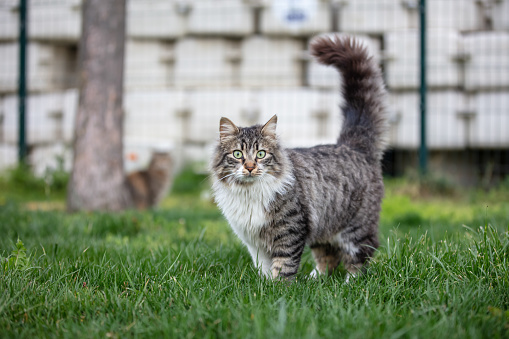 Close-up photo of A cat sitting in the garden and smelling the air