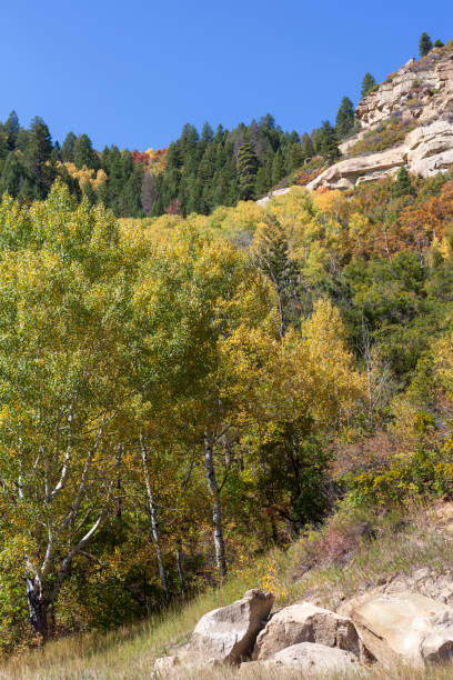 scène d’automne près de paonia, colorado - rocky mountains colorado autumn rural scene photos et images de collection